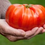 Зошто доматите се суперхрана што често не ја земаме здраво за готово!