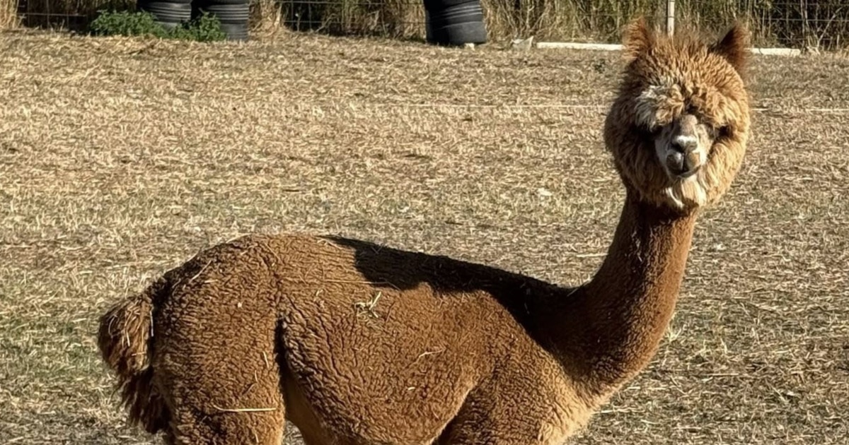 Егзотични животни на продажба – Криминал што ретко кој го гледа