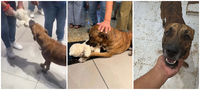 Емотивно видео: Бездомно куче „украде“ играчка од продавница, луѓе собраа пари за да му ја купат