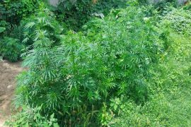 Татко и син од Гевгелија осомничени дека произведувале и продавале марихуана