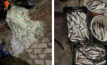 Одземени единаесет рибарски мрежи и улов од 537 парчиња охридска белвица