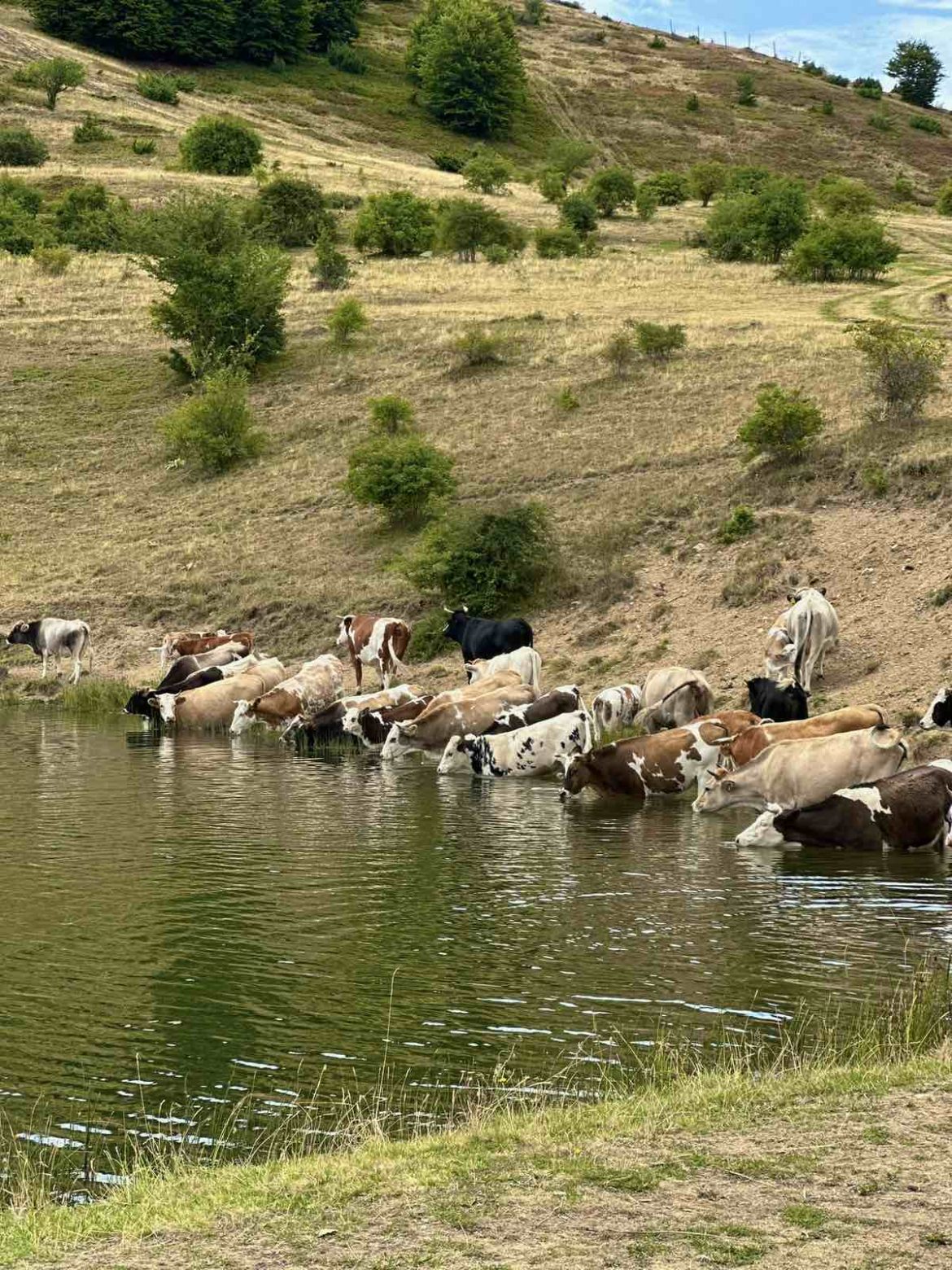 Се бара помош од Армијата да се справи со 600-те крави, вредни 1.000.000 евра, кои пустошат низ Паланечко?!