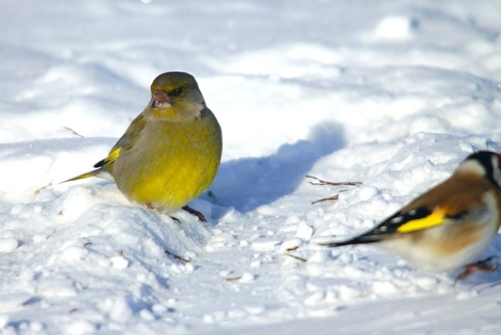 Утрово најстудено во Берово, „најтопло“ на Попова Шапка