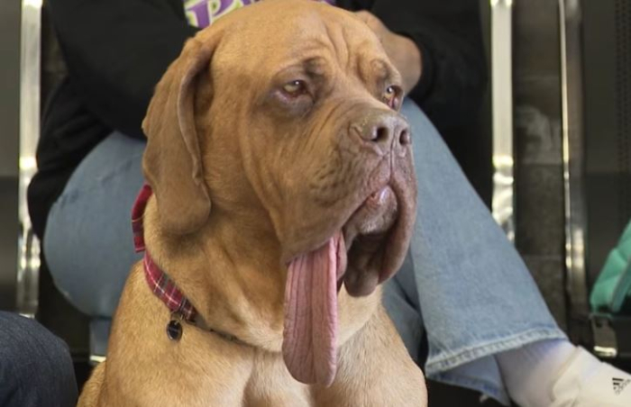 Кучето Ози – новиот светски рекордер со најдолг јазик