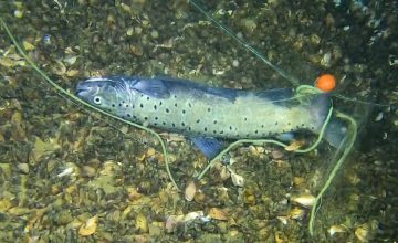 „Експрес“: Забраната за лов на пастрмка во албанскиот дел од Охридското Езеро главно се почитува, прекршителите соочени со високи казни