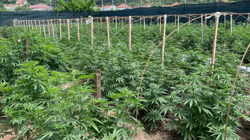 Татко и син осомничени за илегална трговија со марихуана во гевгелиско