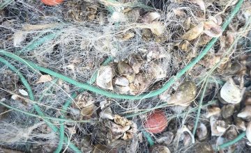 Пронајдени рибарски мрежи со 214 парчиња охридска белвица