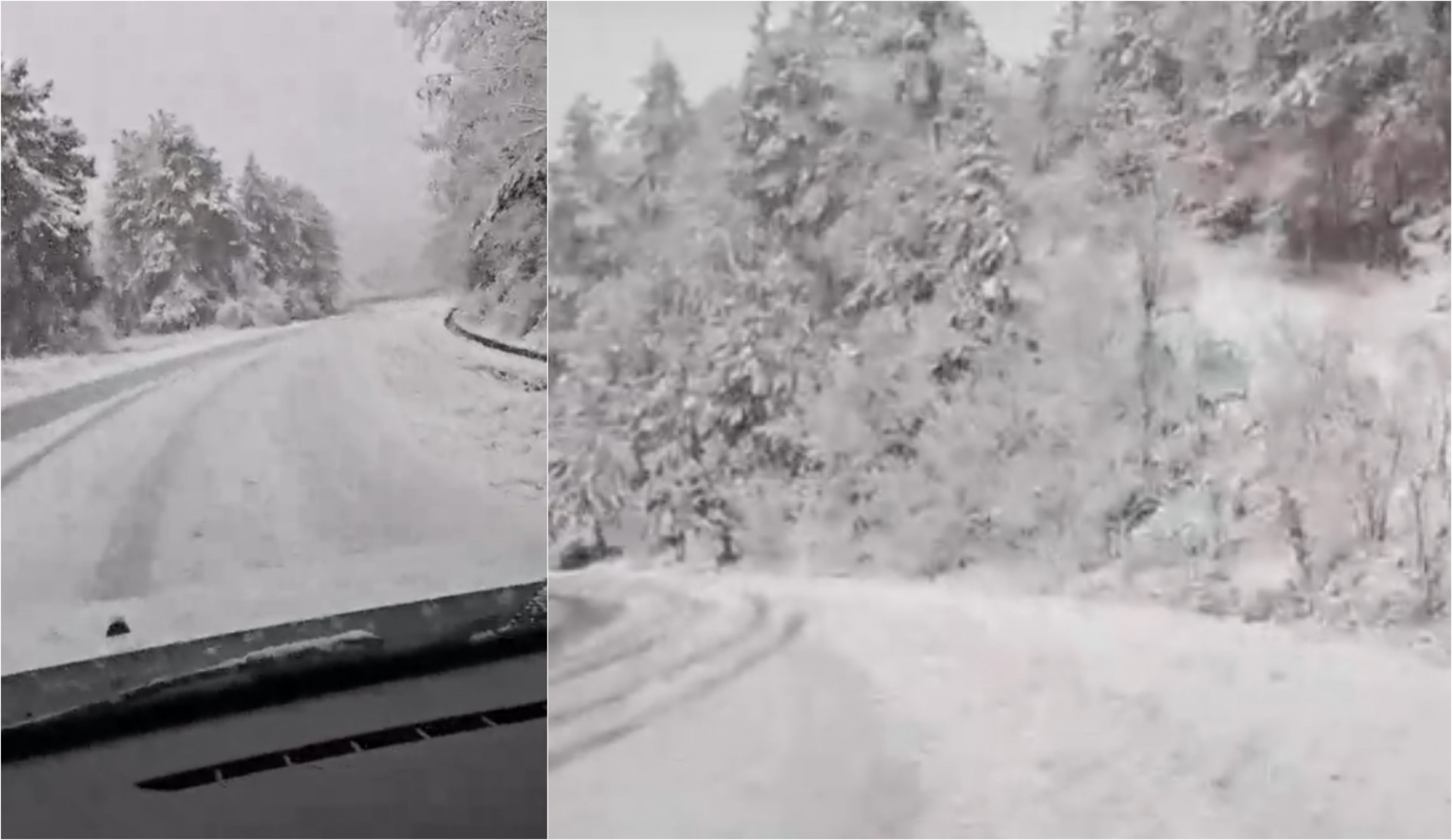 Меѓу дрвја и снег: Вака изгледа снежна бајка на истокот ВИДЕО