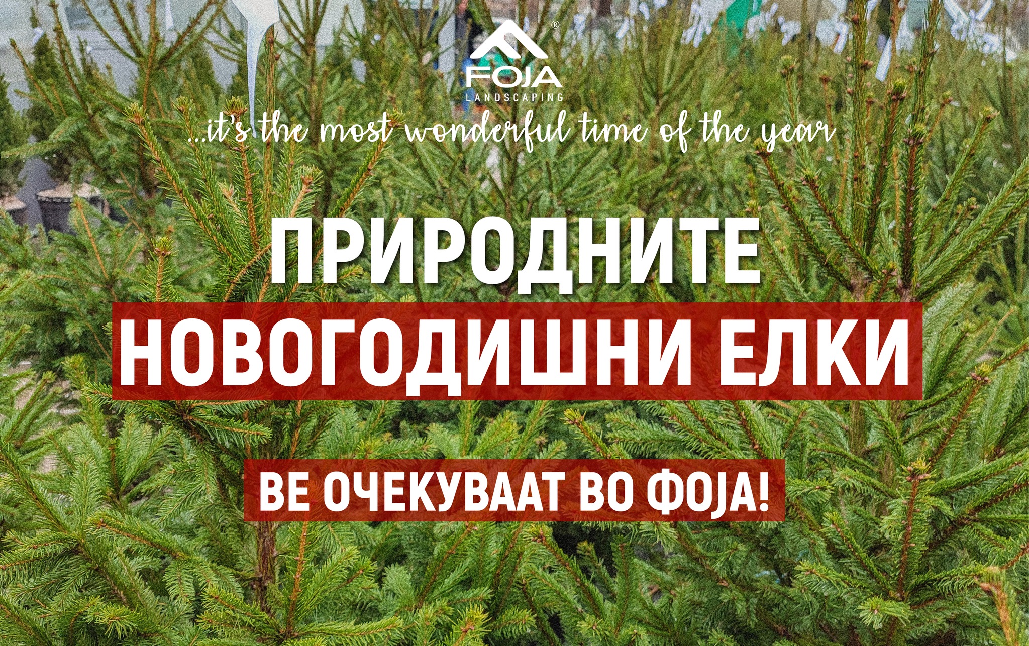 Природни новогодишни елки за убава празнична атмосфера во домот!