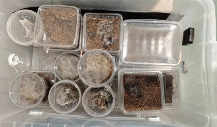 Во куќа крај белгискиот град Шарлероа пронајдени околу 150 тарантули