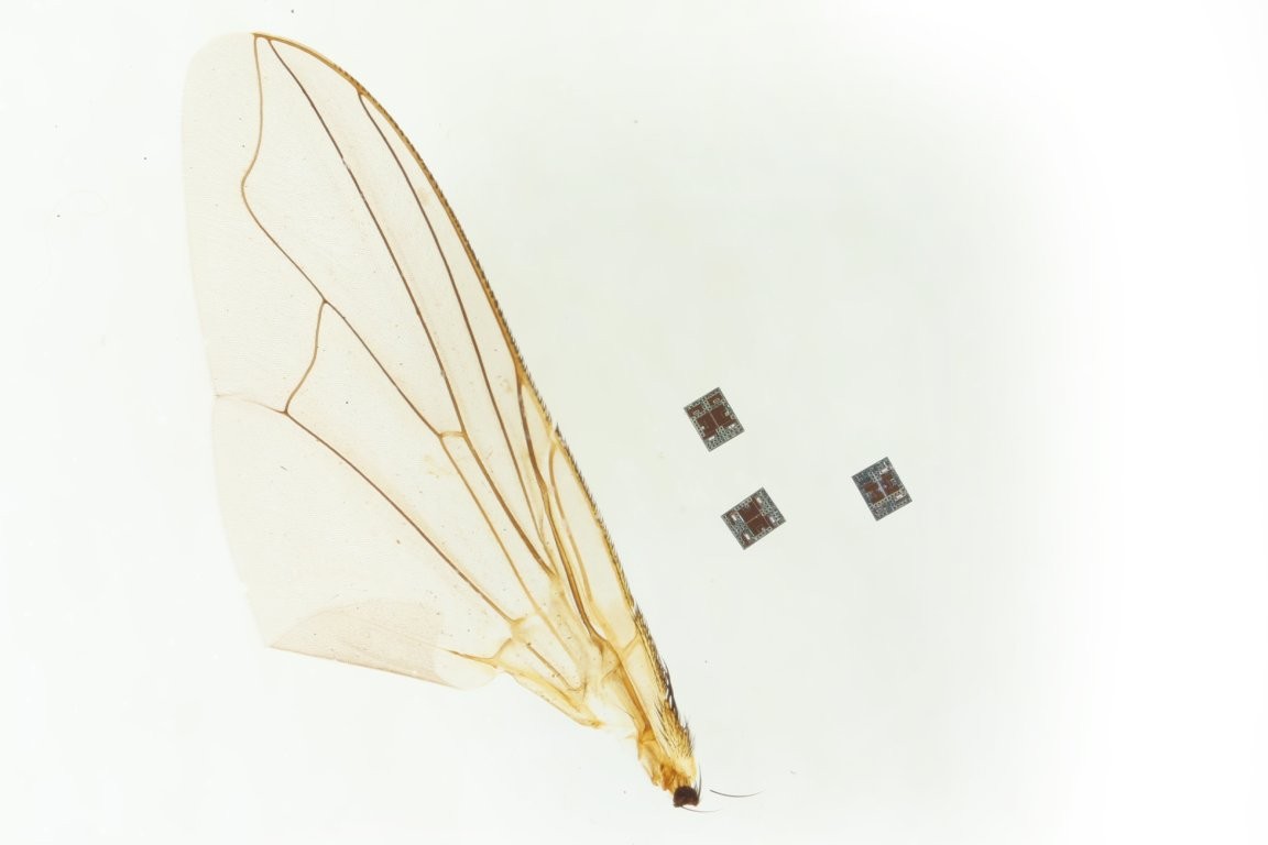 Од ова најмногу се плашевме: Научниците создадоа робот помал од зрно сол кој може да патува низ човечкото тело