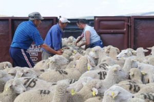 Сточарите го загубија трпението, државата не им ги исплаќа субвенциите