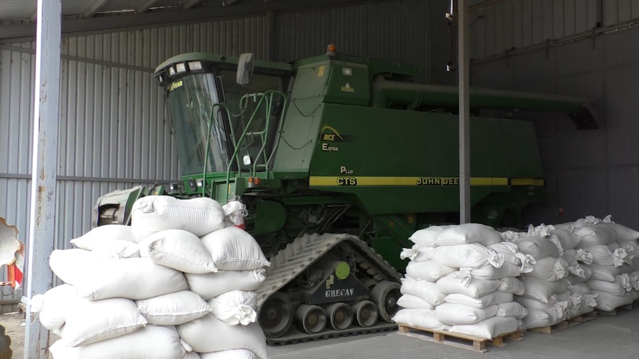 Обилните врнежи им ги дозголемија маките на оризопроизводителите