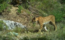 Балканскиот рис ќе се меша со рисови од Карпатите за да ги зајакне гените