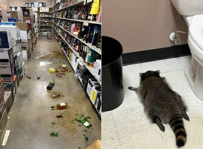 ВИДЕО| Пијан ракун „исушил“ продавница за алкохол, осомничен за други „провали“