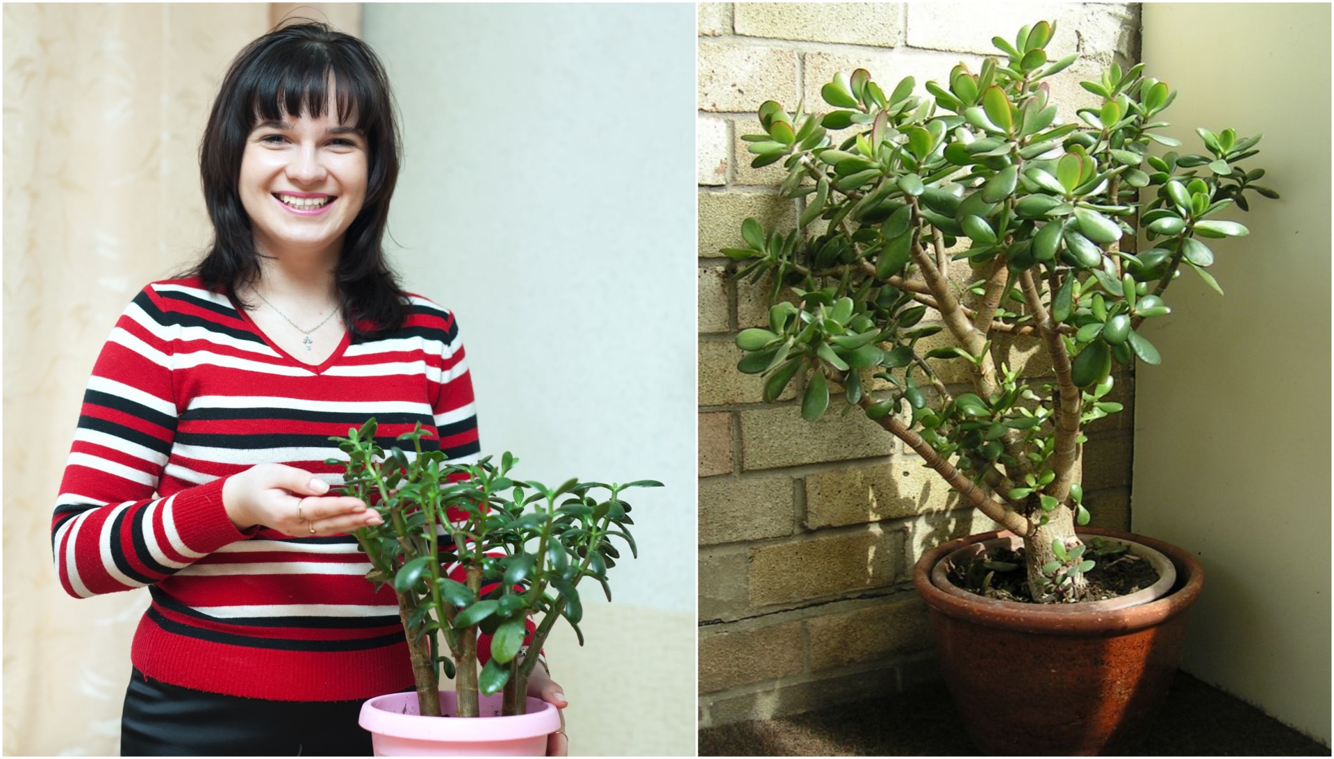 Невидено чудо! Само на најсреќните им цвета растението на парите: Како да се грижите за вашиот омилен зелен сукулент