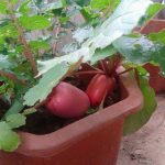 Седум дена јадел само зеленчук, па му се случиле овие четири работи