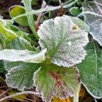 НАЈСТУДЕНО ВО БИТОЛА, ИЗМЕРЕНИ -3 СТЕПЕНИ