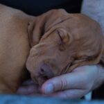 Зошто кучињата имаат навика да спијат покрај вас