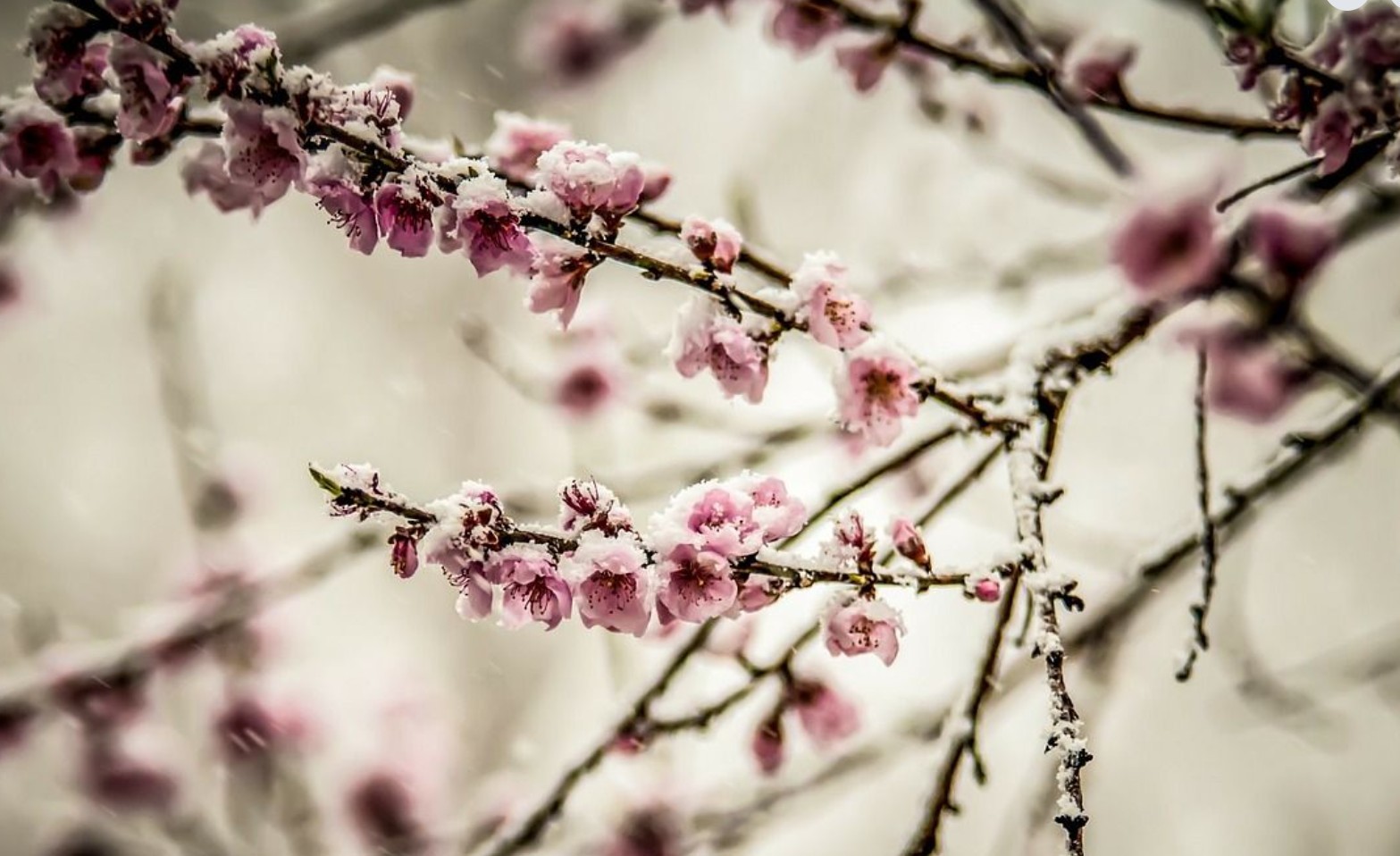 ПОРАДИ ШТЕТИ ОД МРАЗ И ГРАД: Владата и префрли на општина Росоман над 390 илјади евра за обесштетување на земјоделците