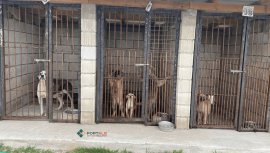 Околу 400 евра по куче: Понуда и сомнителен договор за третман на кучиња во Тетово, другите општини трошат помалку