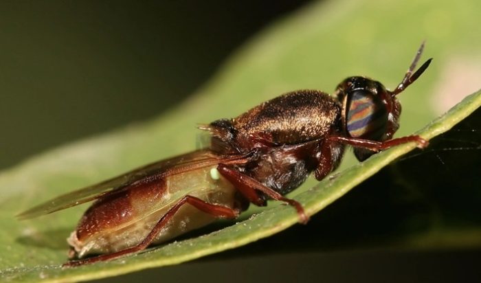ФАРМА ЗА МУВИ ВО АВСТРИЈА: Одгледуваме млади ларви од црни војнички муви, кои ги пакуваме и им ги испраќаме на нашите клиенти
