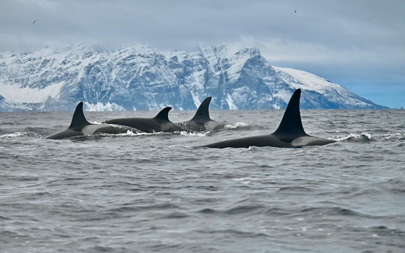 Научниците користејќи дронови открија смртоносен вирус во здивот на арктичките китови