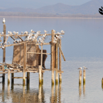 Во Преспа птичјната популација бележи промени, 44 видови водни птици живеат на трите природни езера