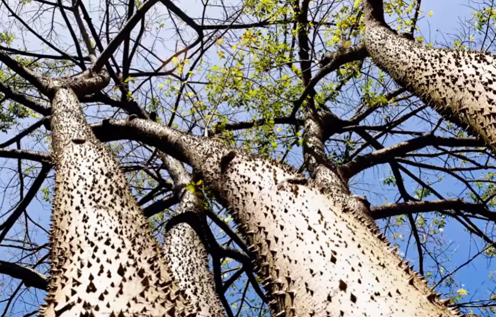 (ВИДЕО) Ова дрво исфрла семе со брзина од 240 км на час, биологијата објаснува зошто