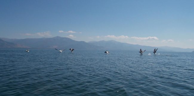 КАЈ ОХРИДСКОТО ЕЗЕРО ИМА 12.000 ПОМАЛКУ ВОДНИ ПТИЦИ ОД ЛАНИ, ВО ПРЕСПА ПОРАСТ ЗА 4.000, ВО ДОЈРАН ЗА 2,000, ПОКАЖА ЗИМСКИОТ ПОПИС НА МАКЕДОНСКОТО ЕКОЛОШКО ДРУШТВО