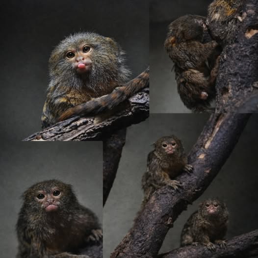 ЗОО Скопје: Џуџестите мармозети добија близначиња