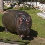 Угина нилскиот коњ Берта во зоолошката градина во Битола