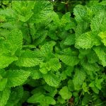 Босилек – кралска билка полна со здравје