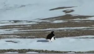 (ВИДЕО+ФОТО) Хит на мрежите – Слика од осамен пингвин стана инспирација за многу мемиња: „Јас додека бегам од моите проблеми“