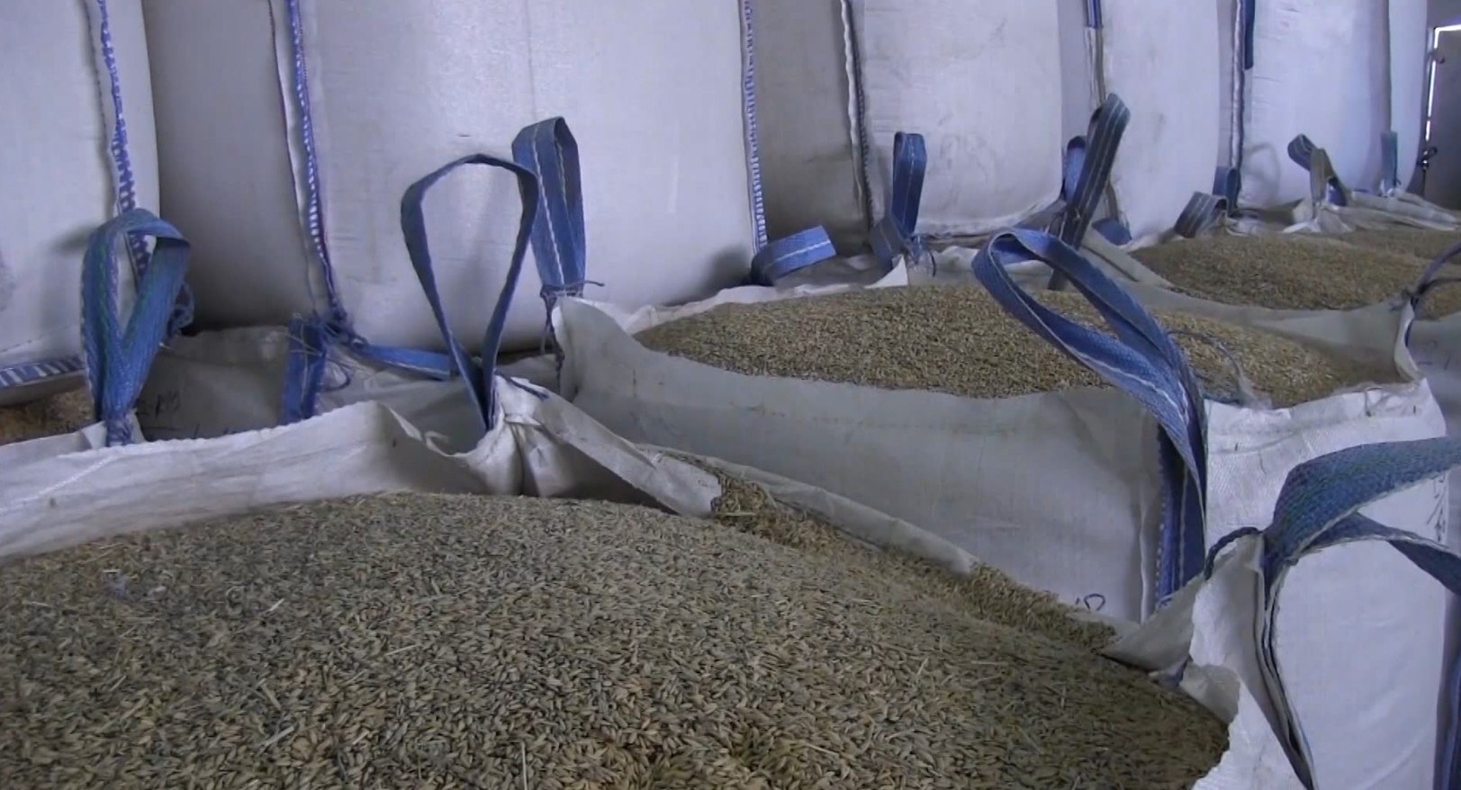 Ориз на годинашната реколта стои по амбарите