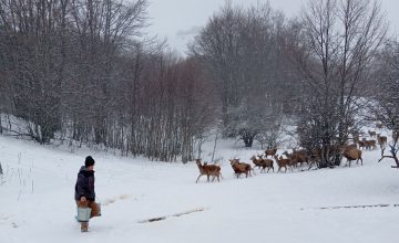 Популацијата на европски елен во репродуктивниот центар на Галичица достигна над 200 единки