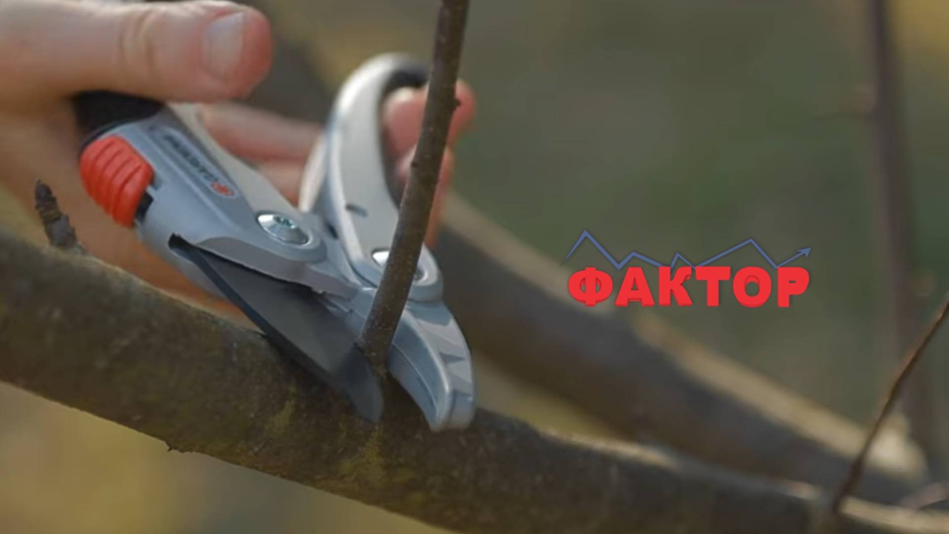 БАРААТ ЛУЃЕ ЗА КРОЕЊЕ НА ДРВЦА И ЛОЗЈА: Koлкава дневница можат да заработaт?