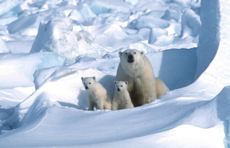 На поларните мечки им оди дебело добро