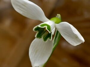 Македонката Galanthus subalpinus од Кораб – новооткриен, а веќе загрозен цвет од листата Топ 10