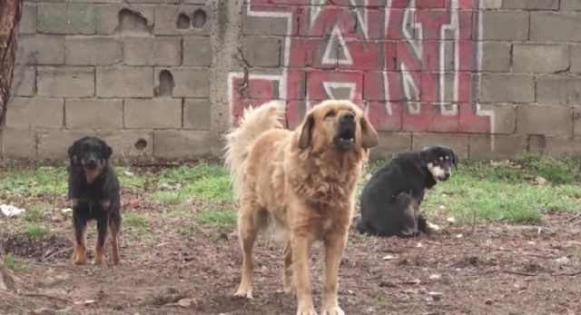 Општина Карпош реагира за зголемениот број на улични кучиња, тврдат дека градските екипи се на терен