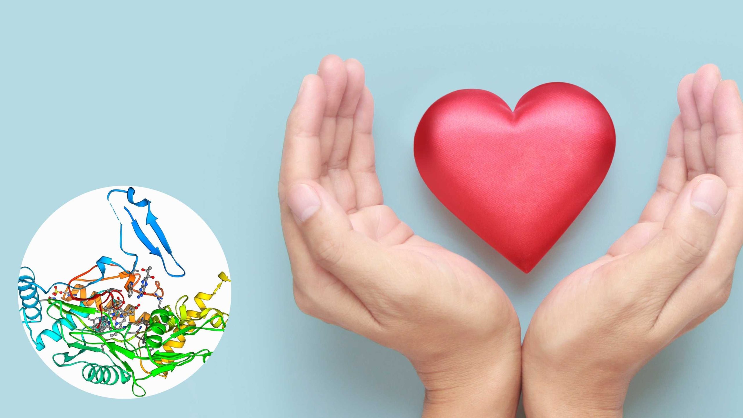 Азотен оксид – Исклучително важна молекула за СРЦЕТО! Како да го подигнеме нејзиното ниво?