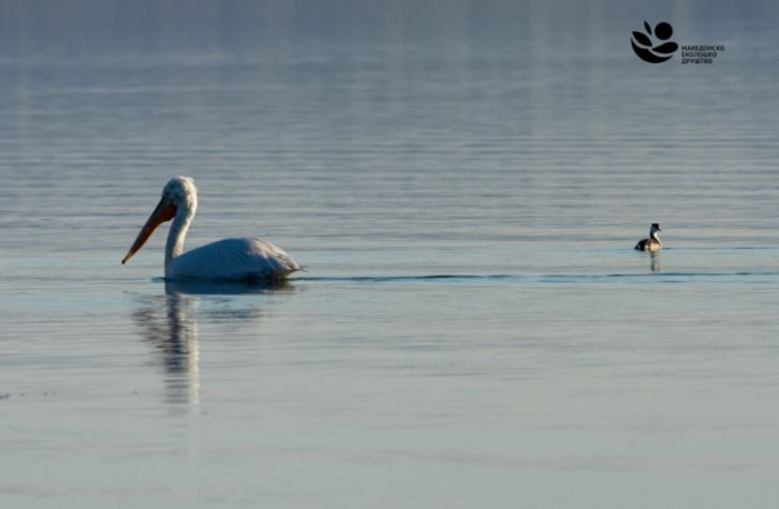 МЕД: Попишани над 35 300 единки од 44 различни видови водни птици на трите природни езера во Македонија