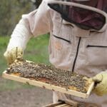 Пчеларството не е златна жица – колку навистина заработува еден пчелар