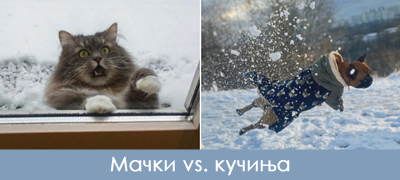 Кучиња кои обожаваат снег и мачки кои го мразат – Како нивното однесување го покажува тоа?