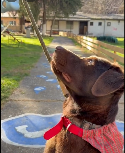 Лабрадорот Роџер е нов член на тимот на Клиниката за психијатрија