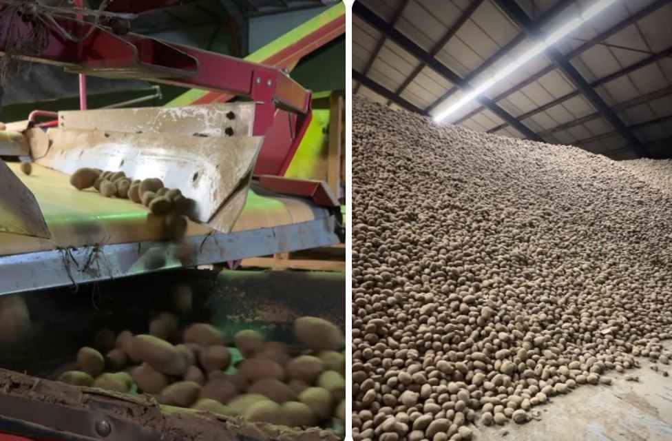 Германска фарма бесплатно дели компири