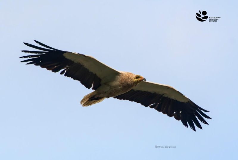 „Безбедни жици за загрозени птици“: ЕВН Македонија и Македонското еколошко друштво со нов меѓународен проект за заштита на глобално загрозените видови птици