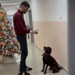 Лабрадор вклучен во терапевтскиот процес на Клиниката за психијатрија