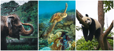 Убави вести од земјите ширум светот што можеби сте ги пропуштиле