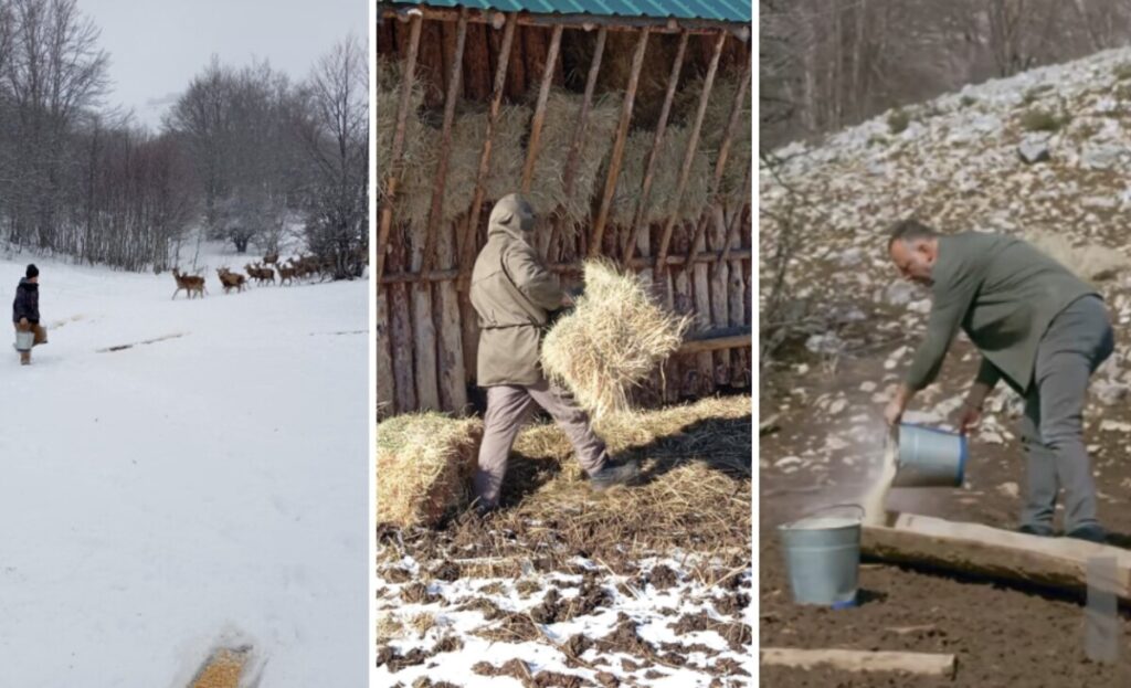 Галичица со успешна грижа за елените: популацијата зголемена на над 200 единки